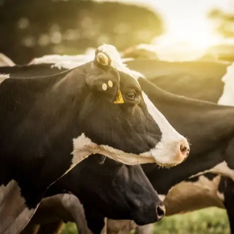 Saúde Humana e Animal