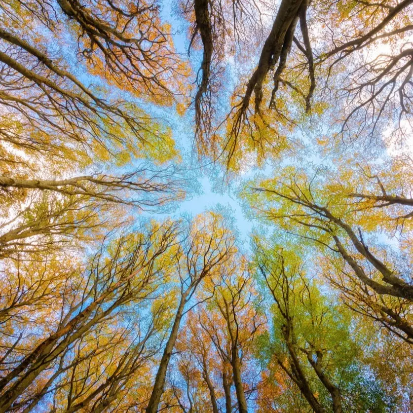 Meio Ambiente TwinOxide